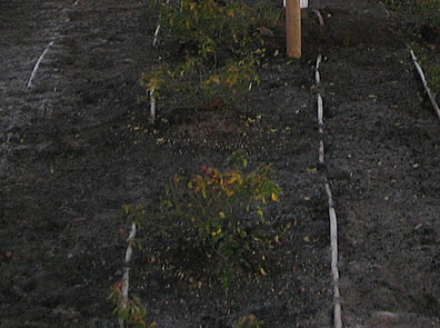 landscape work by NW Wetland Restoration